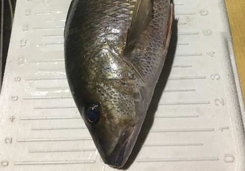 Gray Snapper Caught in Everglades FL