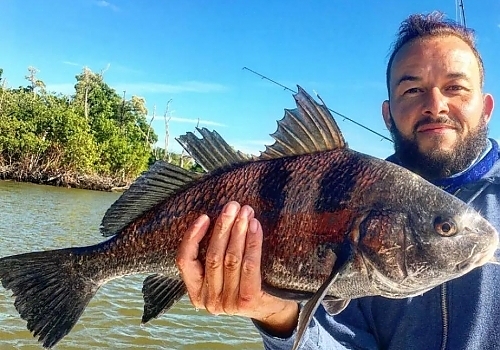 Nice Everglades Fish Black Drum Fishing